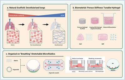 Leveraging mechanobiology and biophysical cues in lung organoids for studying lung development and disease